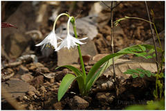 Pancratium triflorum